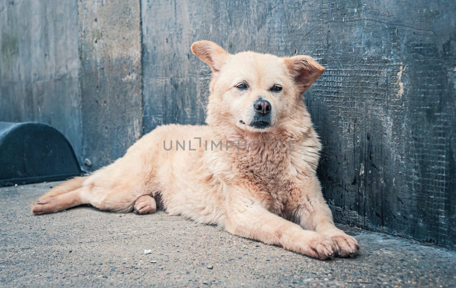 Sad dog in shelter waiting to be rescued and adopted to new home.