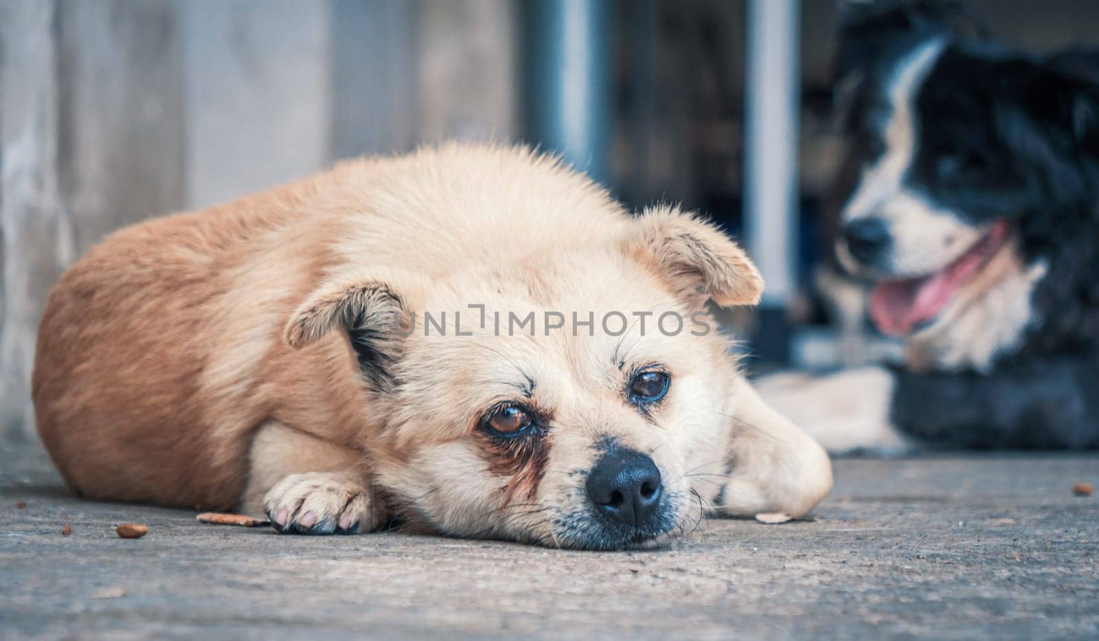 Sad dog in shelter waiting to be rescued and adopted to new home. Shelter for animals concept by Busker