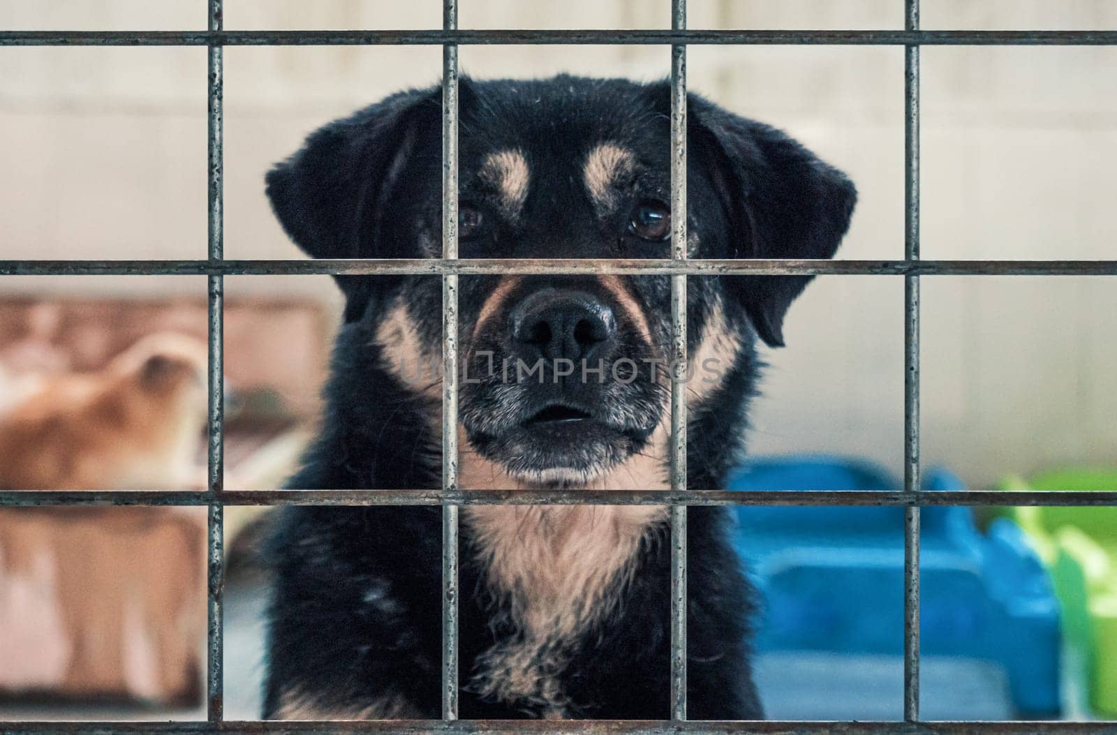 Portrait of lonely sad abandoned stray dog behind the fence at animal shelter. Best human's friend is waiting for a forever home. Animal rescue concept