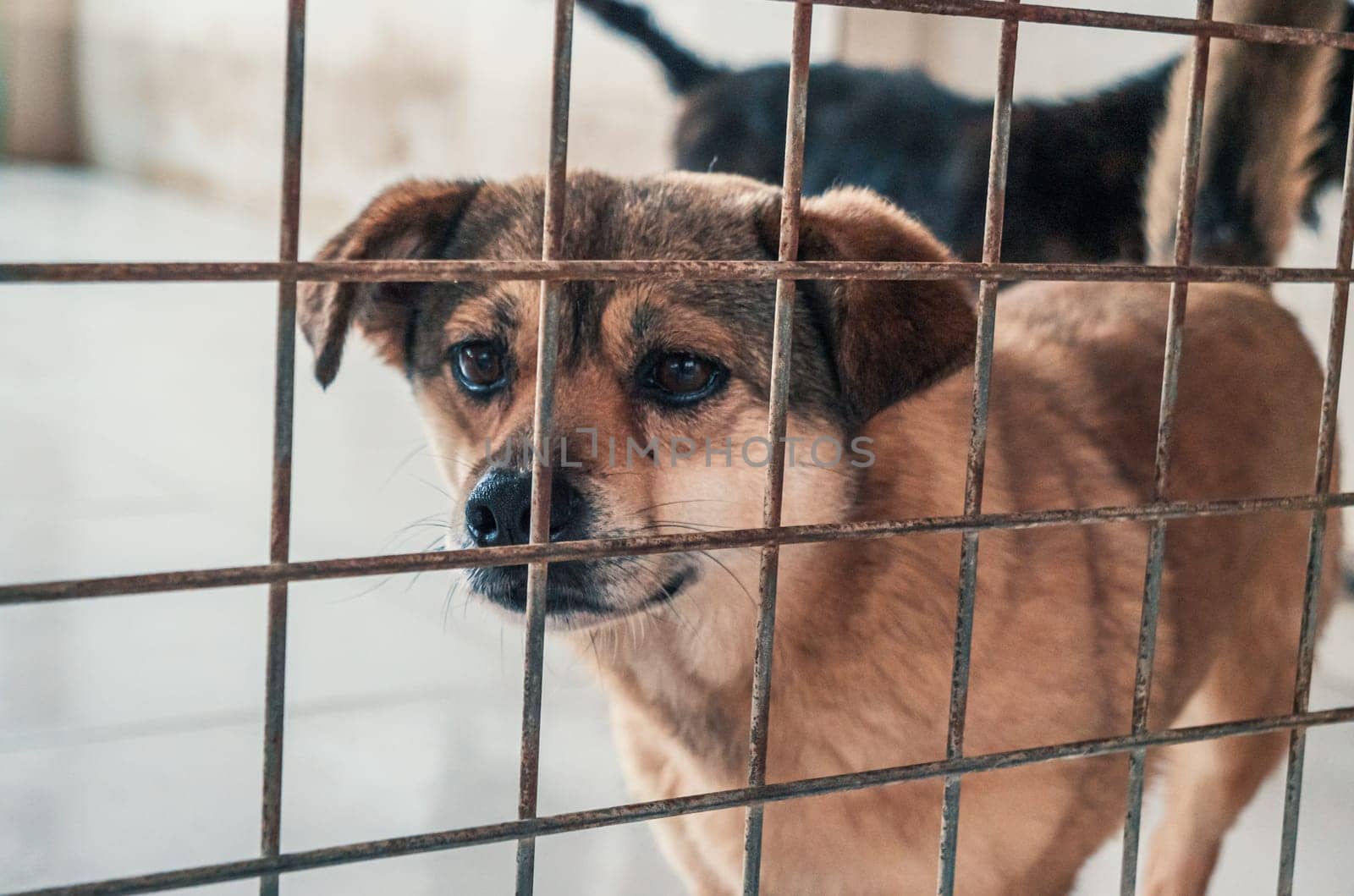 Portrait of lonely sad abandoned stray dog behind the fence at animal shelter. Best human's friend is waiting for a forever home. Animal rescue concept