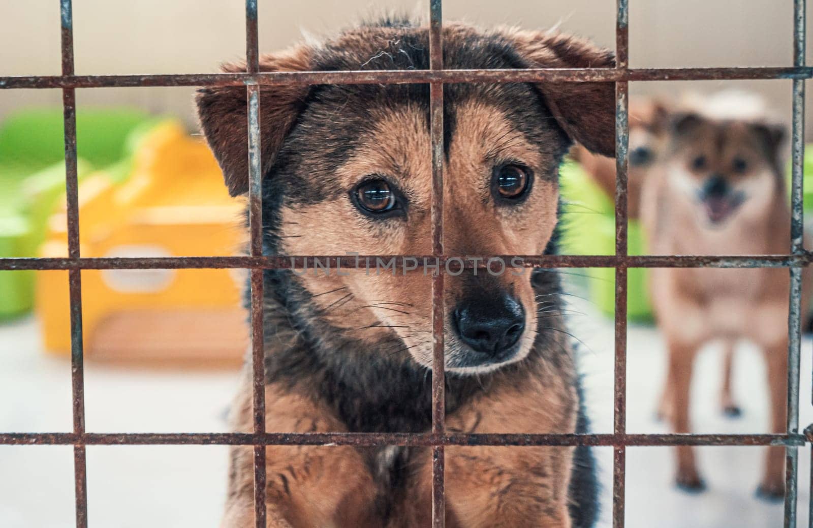 Portrait of lonely sad abandoned stray dog behind the fence at animal shelter. Best human's friend is waiting for a forever home. Animal rescue concept