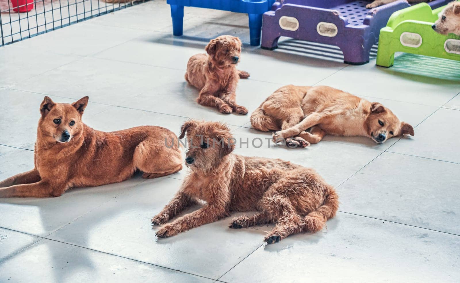 Unwanted and homeless dogs of different breeds in animal shelter. Looking and waiting for people to come adopt. Shelter for animals concept by Busker