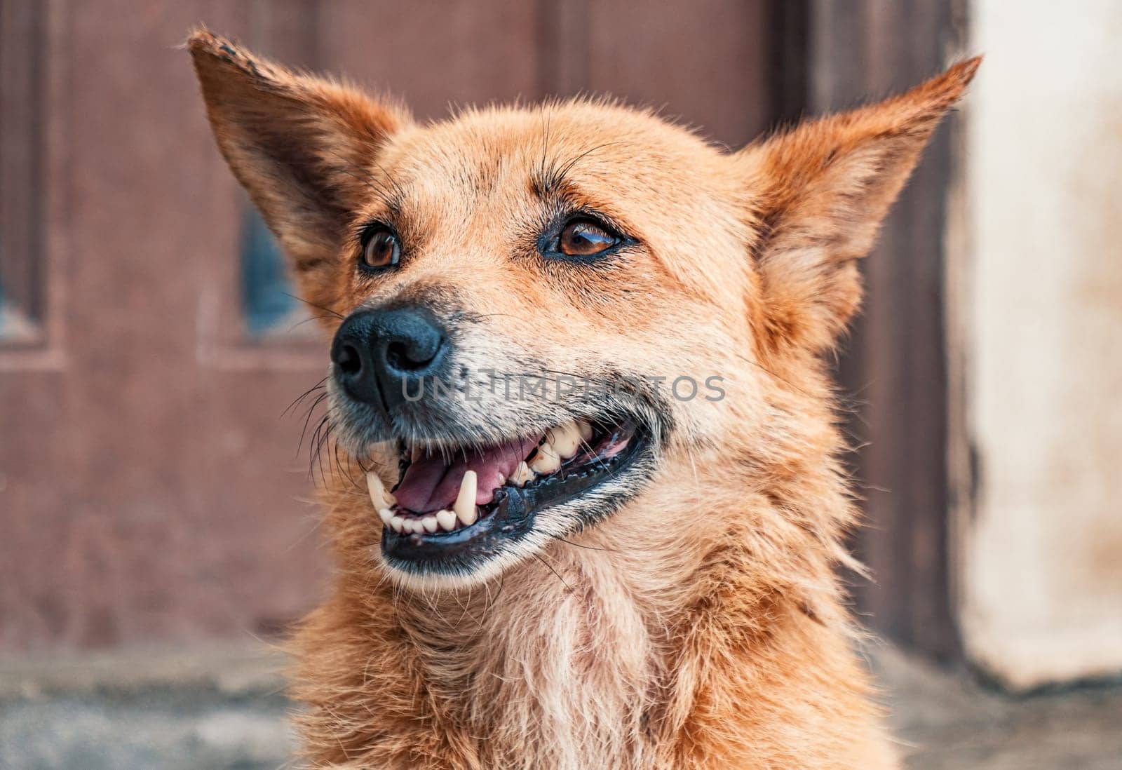 Sad dog in shelter waiting to be rescued and adopted to new home.