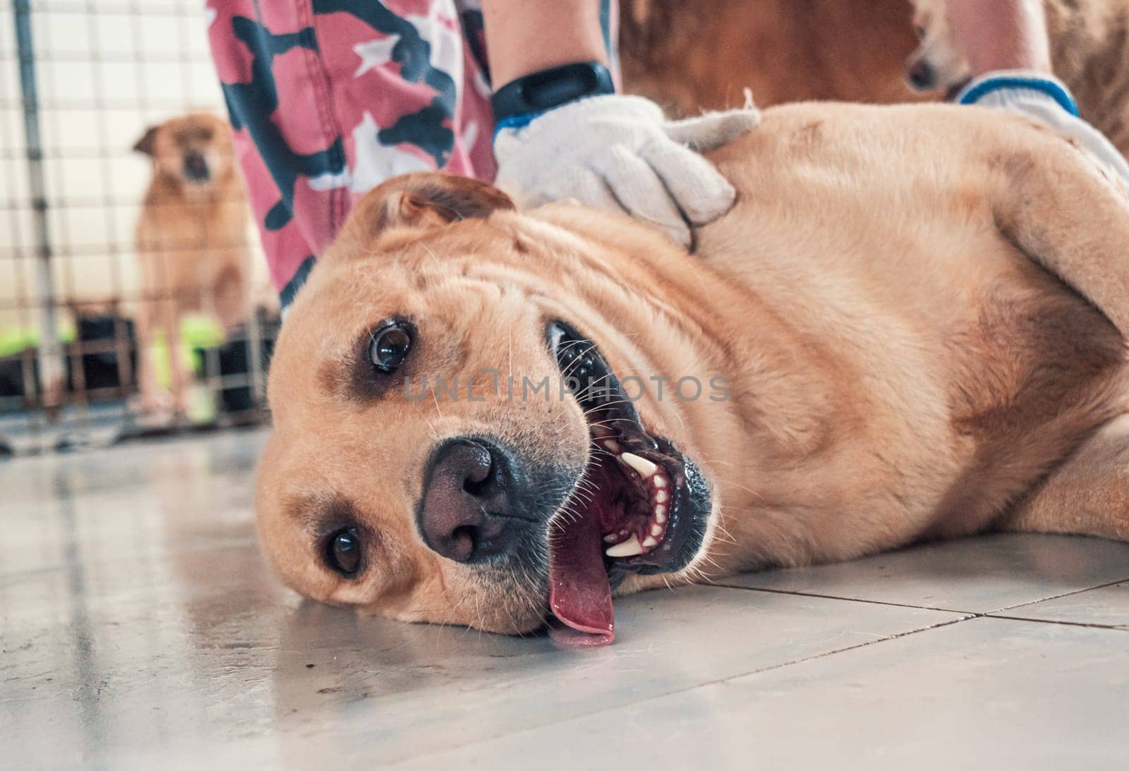 Female hand petting stray dog in pet shelter. People, Animals, Volunteering And Helping Concept.