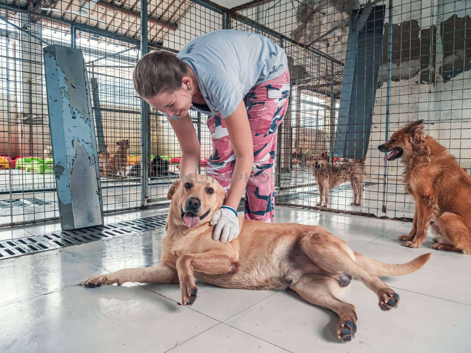 Young girl petting caged stray dog in pet shelter. People, Animals, Volunteering And Helping Concept.
