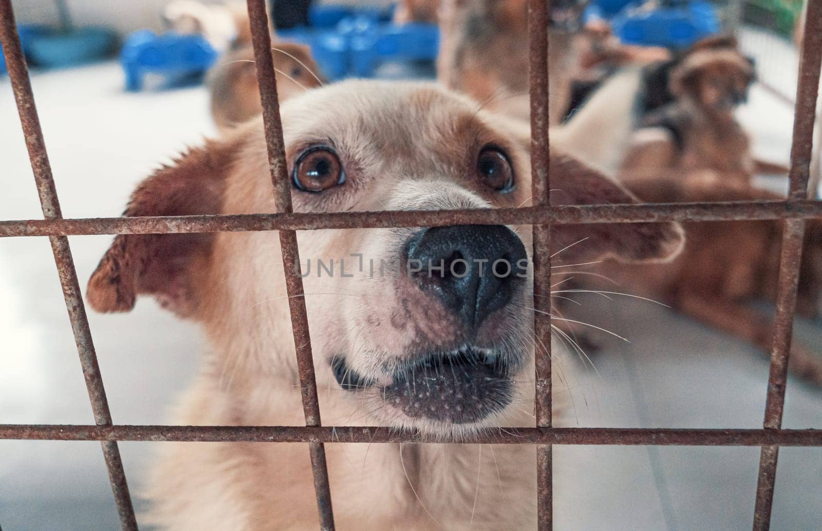 Portrait of lonely sad abandoned stray dog behind the fence at animal shelter. Best human's friend is waiting for a forever home. Animal rescue concept