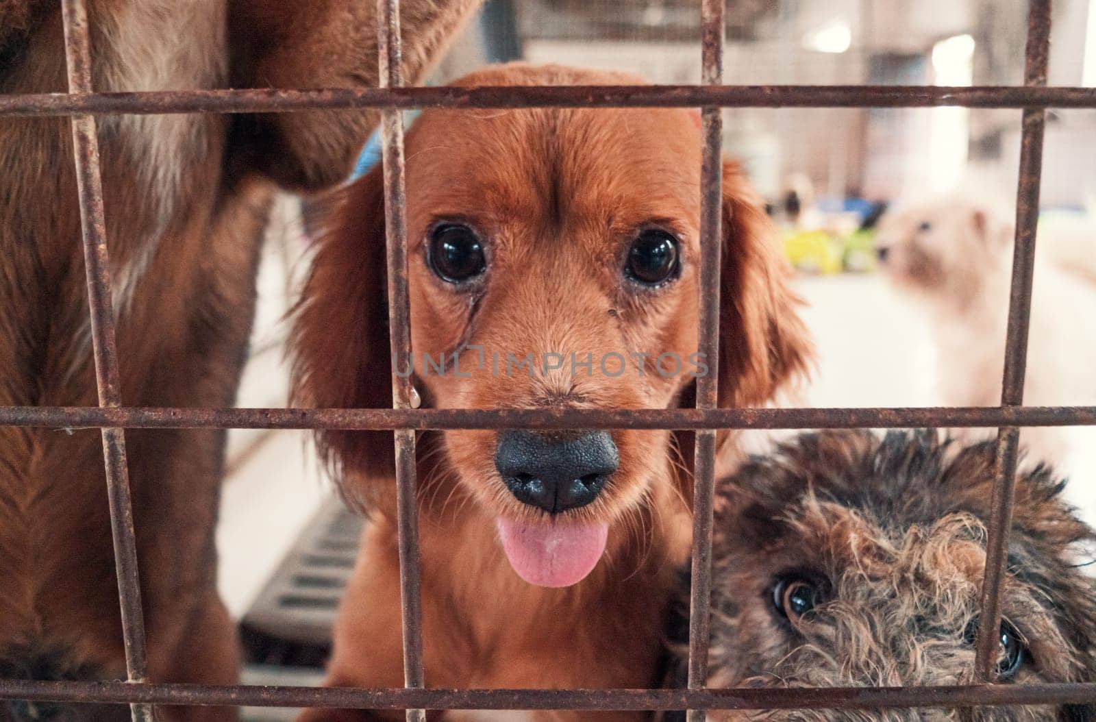 Portrait of lonely sad abandoned stray dog behind the fence at animal shelter. Best human's friend is waiting for a forever home. Animal rescue concept