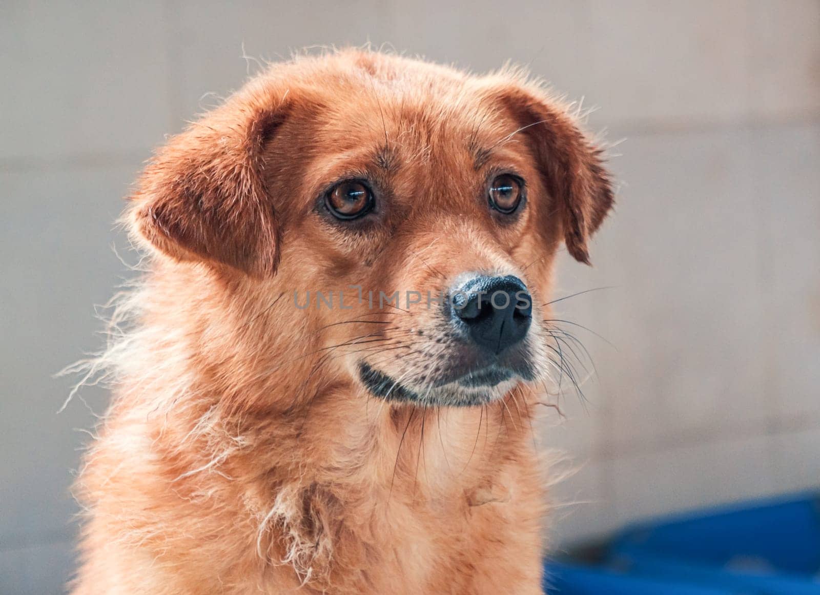 Sad dog in shelter waiting to be rescued and adopted to new home.