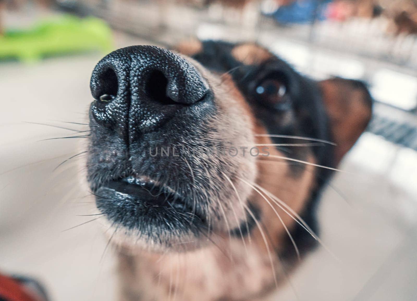 Sad dog in shelter waiting to be rescued and adopted to new home. Shelter for animals concept by Busker