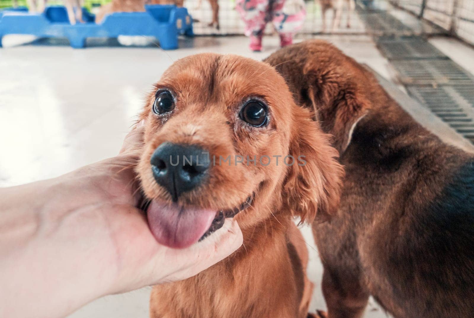 Male hand petting stray dog in pet shelter. People, Animals, Volunteering And Helping Concept.