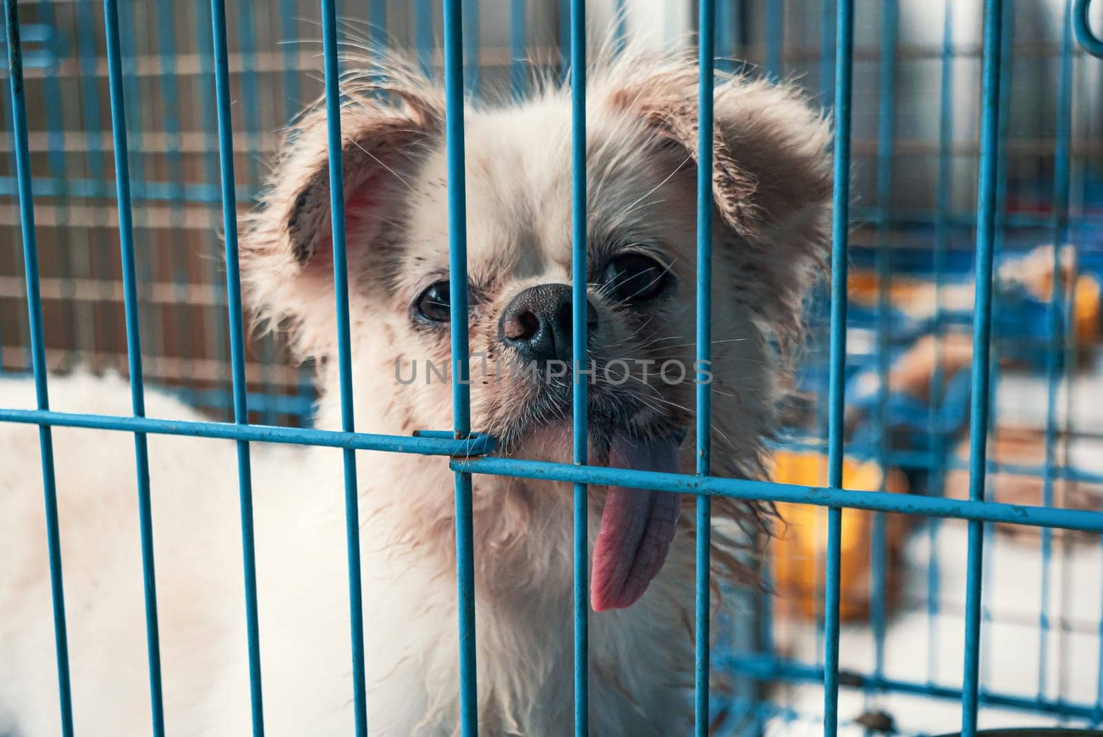 Portrait of lonely sad abandoned stray dog behind the fence at animal shelter. Best human's friend is waiting for a forever home. Animal rescue concept by Busker