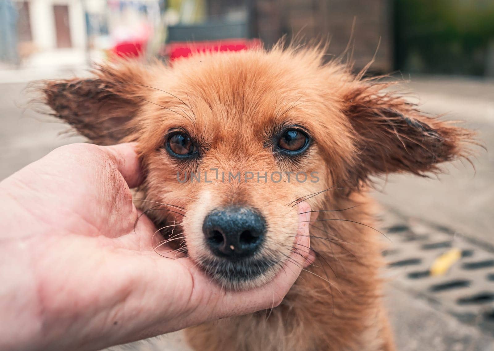 Close-up of male hand petting stray dog in pet shelter. People, Animals, Volunteering And Helping Concept. by Busker