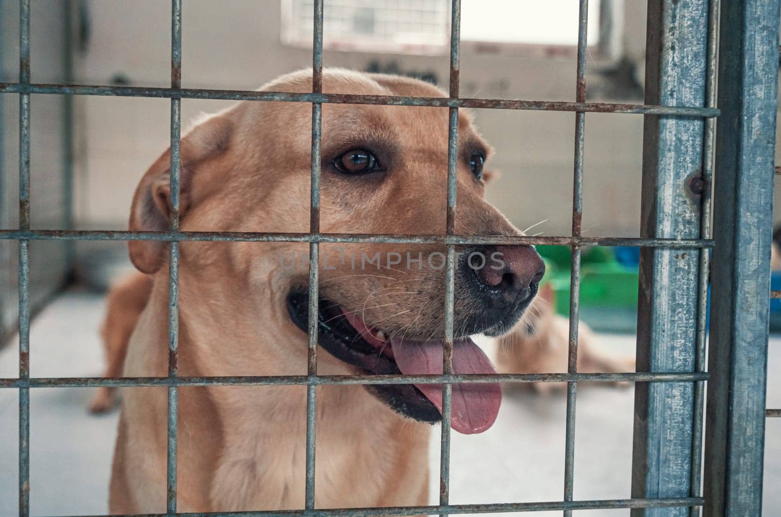 Portrait of lonely sad stray labrador dog behind the fence at animal shelter. Best human's friend is waiting for a forever home. Animal rescue concept by Busker