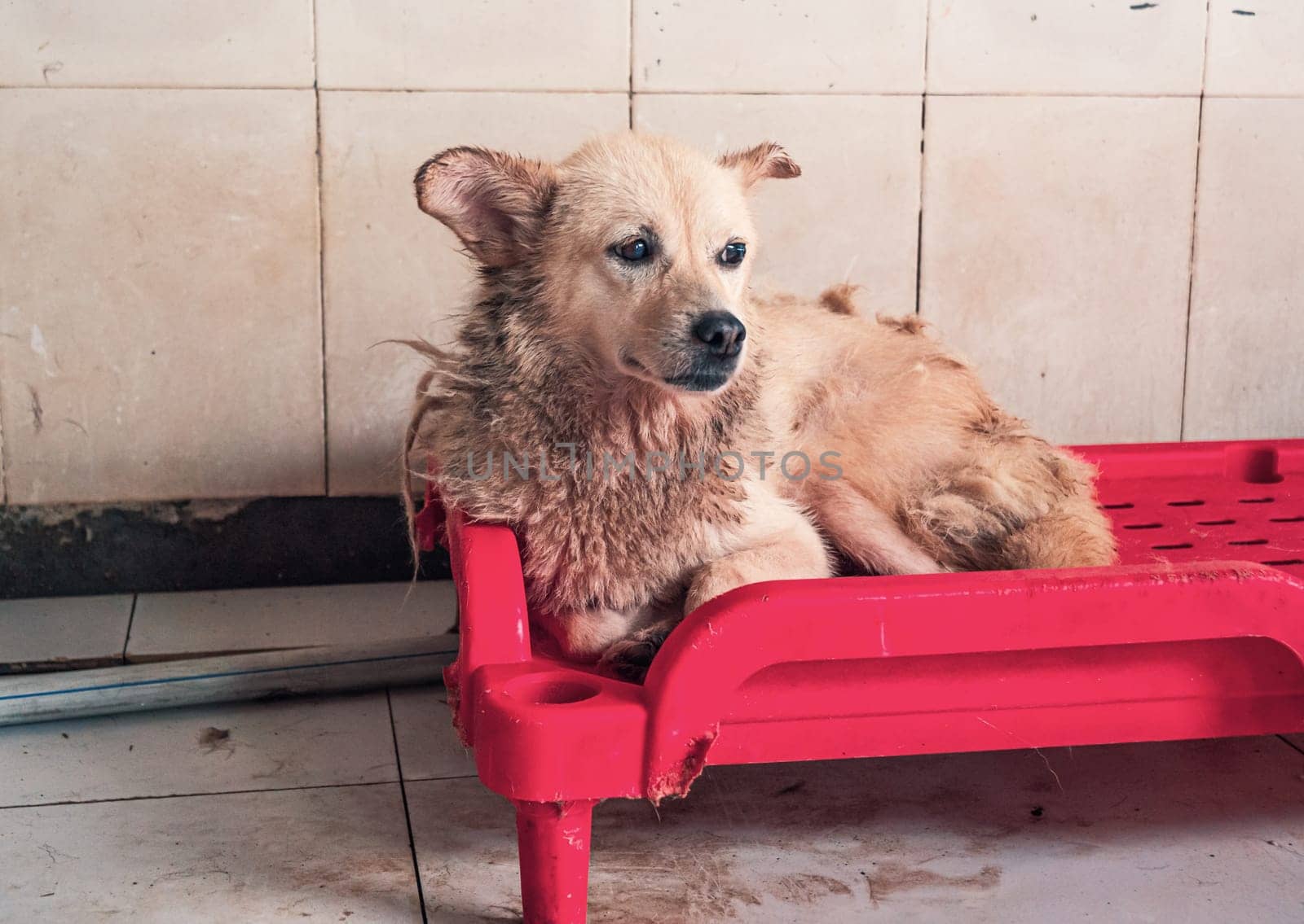 Sad dog in shelter waiting to be rescued and adopted to new home.