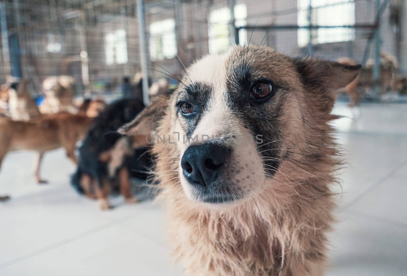 Sad dog in shelter waiting to be rescued and adopted to new home.