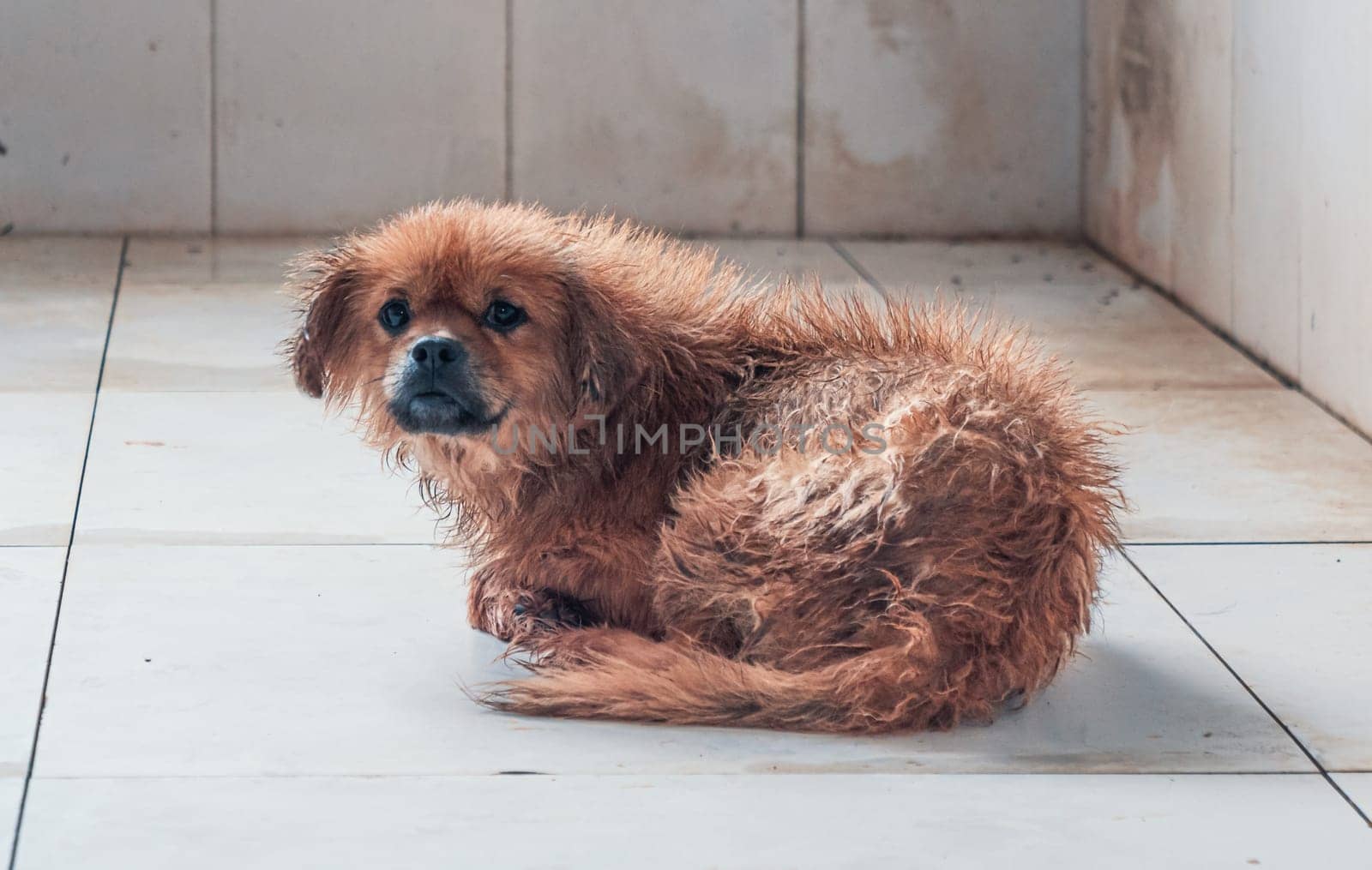 Lonely sad abandoned stray dog laying on the floor at animal shelter. Best human's friend is waiting for a forever home. Animal rescue concept