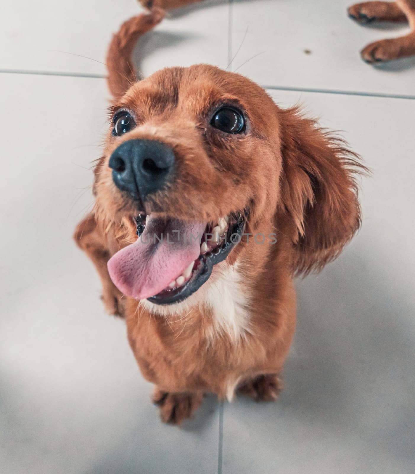 Dog in shelter waiting to be rescued and adopted to new home.