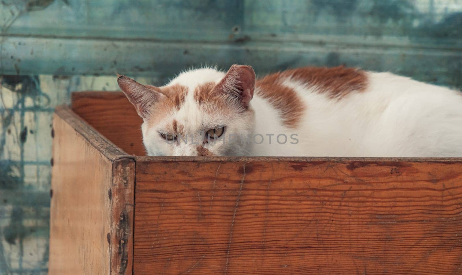 Close-up shot of homeless stray cat living in the animal shelter. Shelter for animals concept