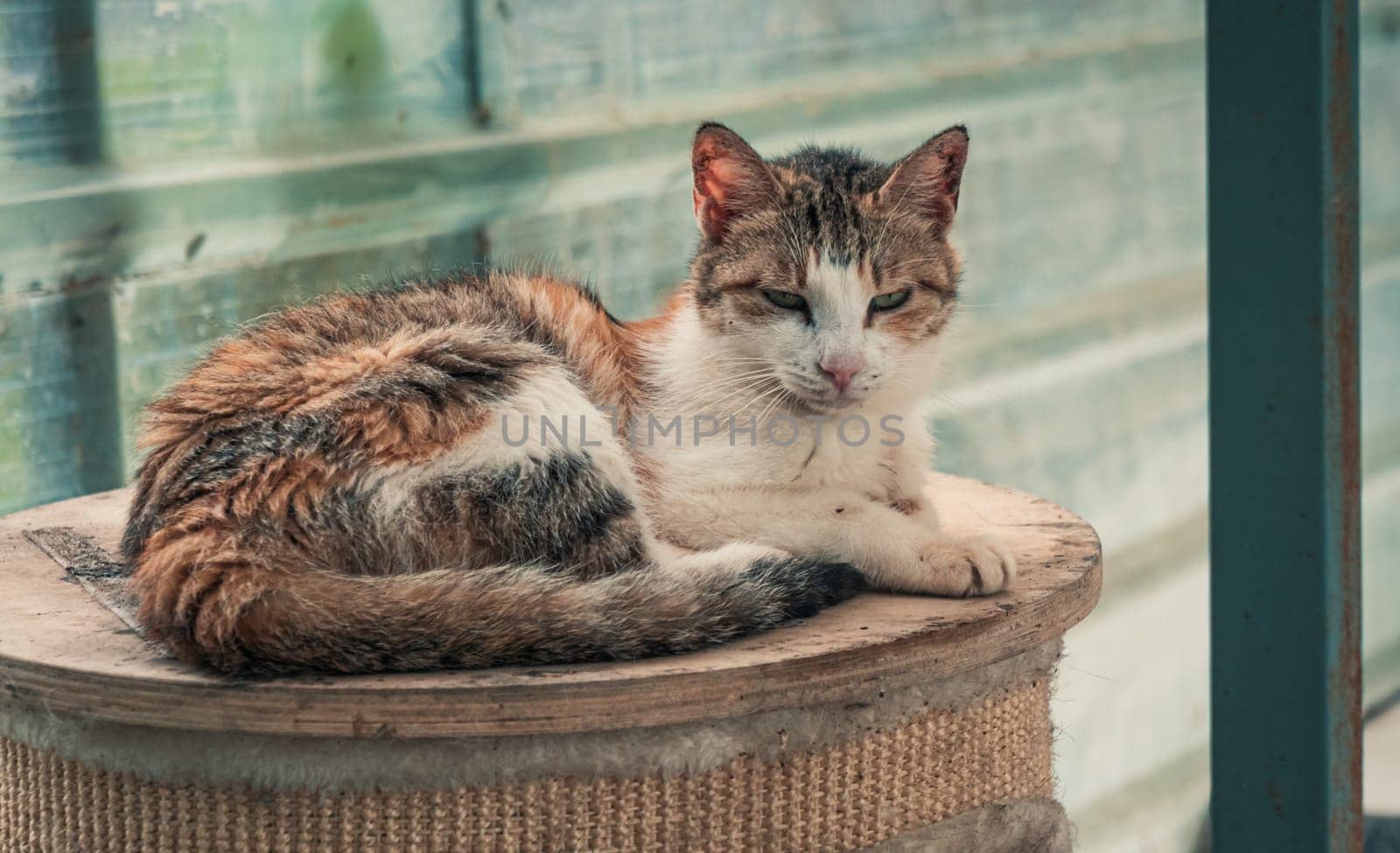 Close-up shot of homeless stray cat living in the animal shelter. Shelter for animals concept