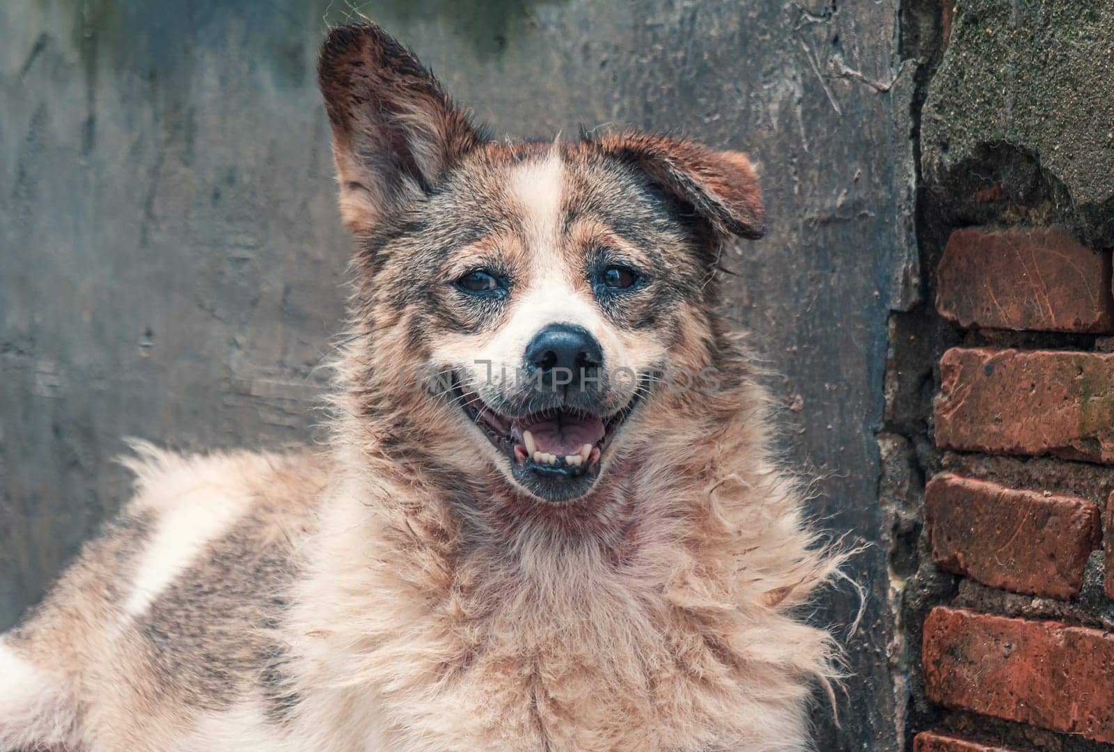 Sad dog in shelter waiting to be rescued and adopted to new home.