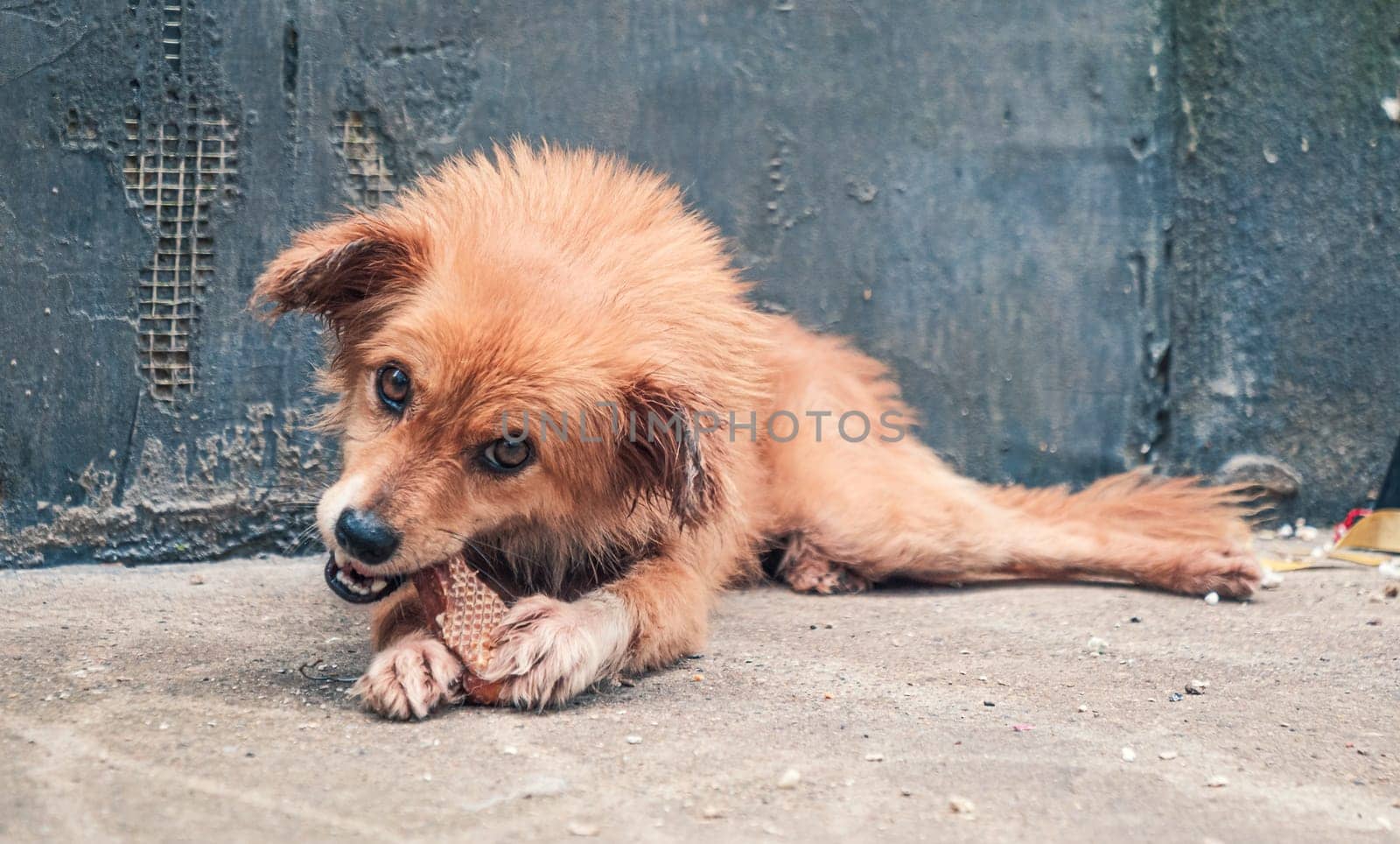 Lonely sad abandoned stray dog laying on the floor at animal shelter. Best human's friend is waiting for a forever home. Animal rescue concept