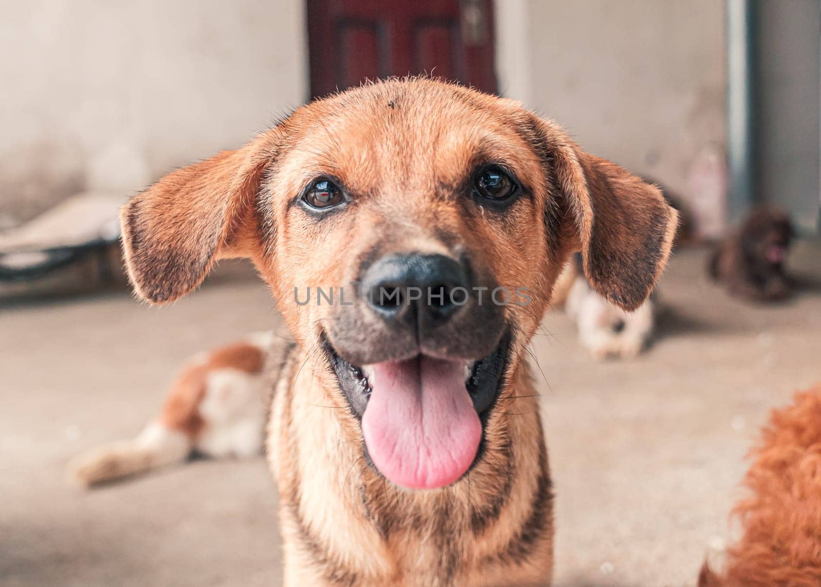 Portrait of dog in shelter waiting to be rescued and adopted to new home. Shelter for animals concept by Busker