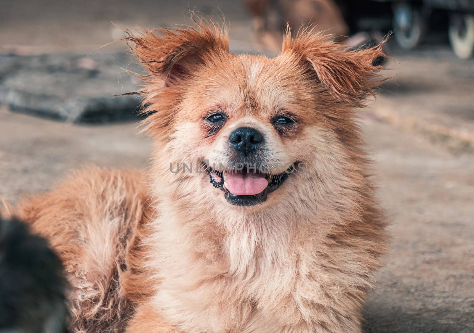 Portrait of dog in shelter waiting to be rescued and adopted to new home.