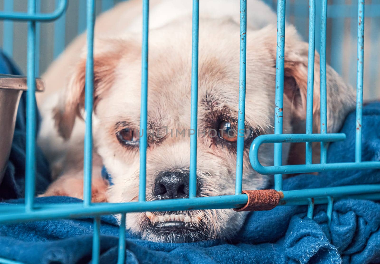 Portrait of sad dog in shelter behind fence waiting to be rescued and adopted to new home.