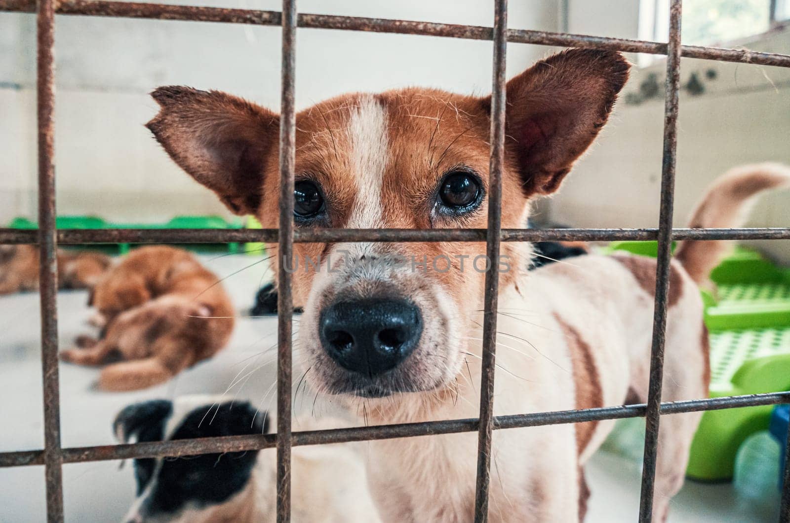 Portrait of sad dog in shelter behind fence waiting to be rescued and adopted to new home.