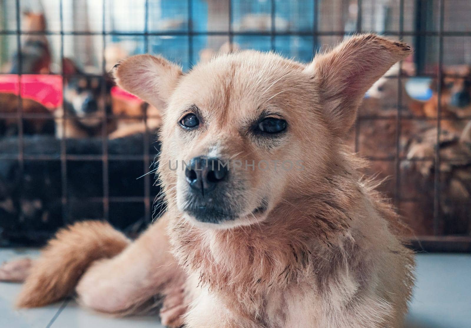 Lonely stray dog lying on the floor in shelter, suffering hungry miserable life, homelessness. Shelter for animals concept. by Busker