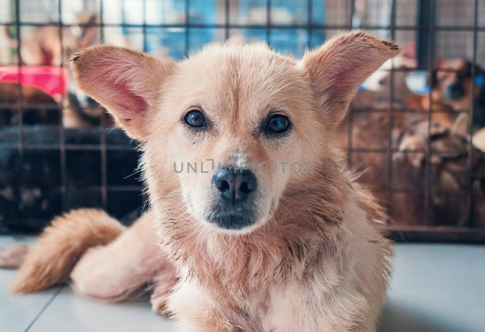 Lonely stray dog lying on the floor in shelter, suffering hungry miserable life, homelessness. Shelter for animals concept. by Busker