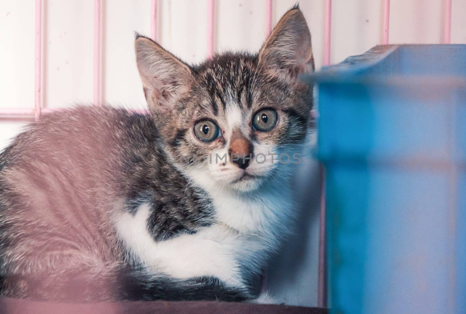 Close-up shot of lonely stray kitten in the cage in shelter, suffering hungry miserable life, homelessness