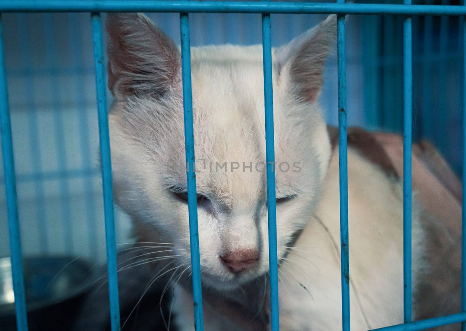 Poor sick cat with infection in shelter behind fence waiting to be rescued and adopted to new home. Shelter for animals concept