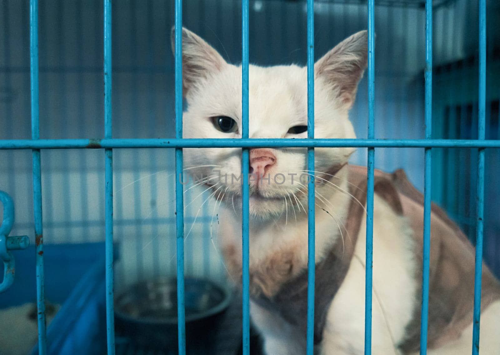 Poor sick cat with infection in shelter behind fence waiting to be rescued and adopted to new home. Shelter for animals concept