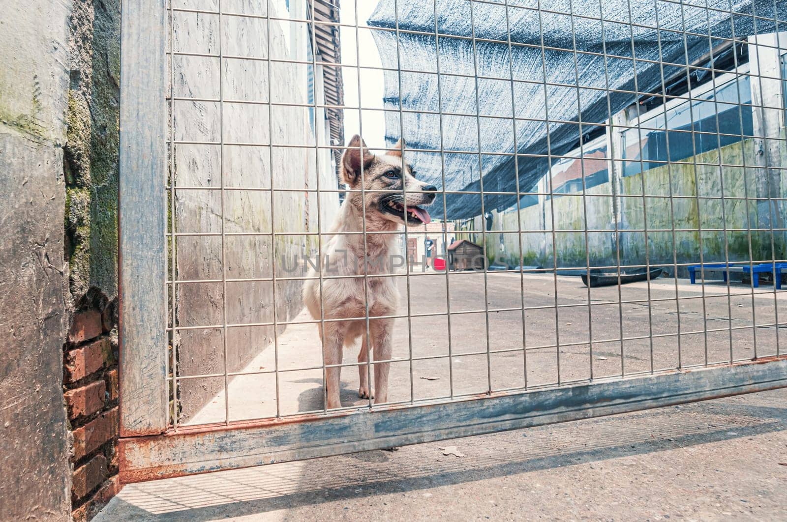 Portrait of sad dog in shelter behind fence waiting to be rescued and adopted to new home.