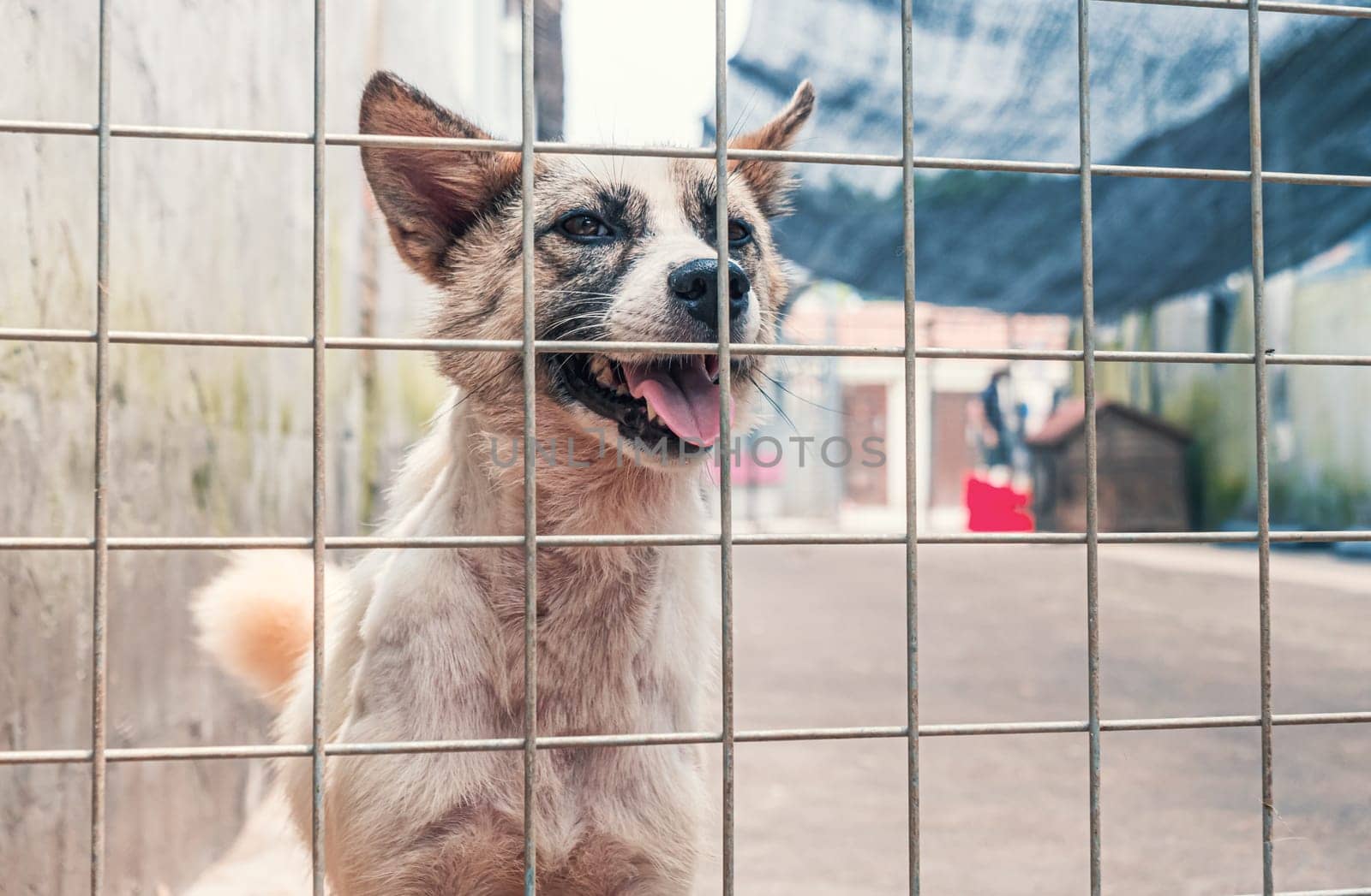 Portrait of sad dog in shelter behind fence waiting to be rescued and adopted to new home.