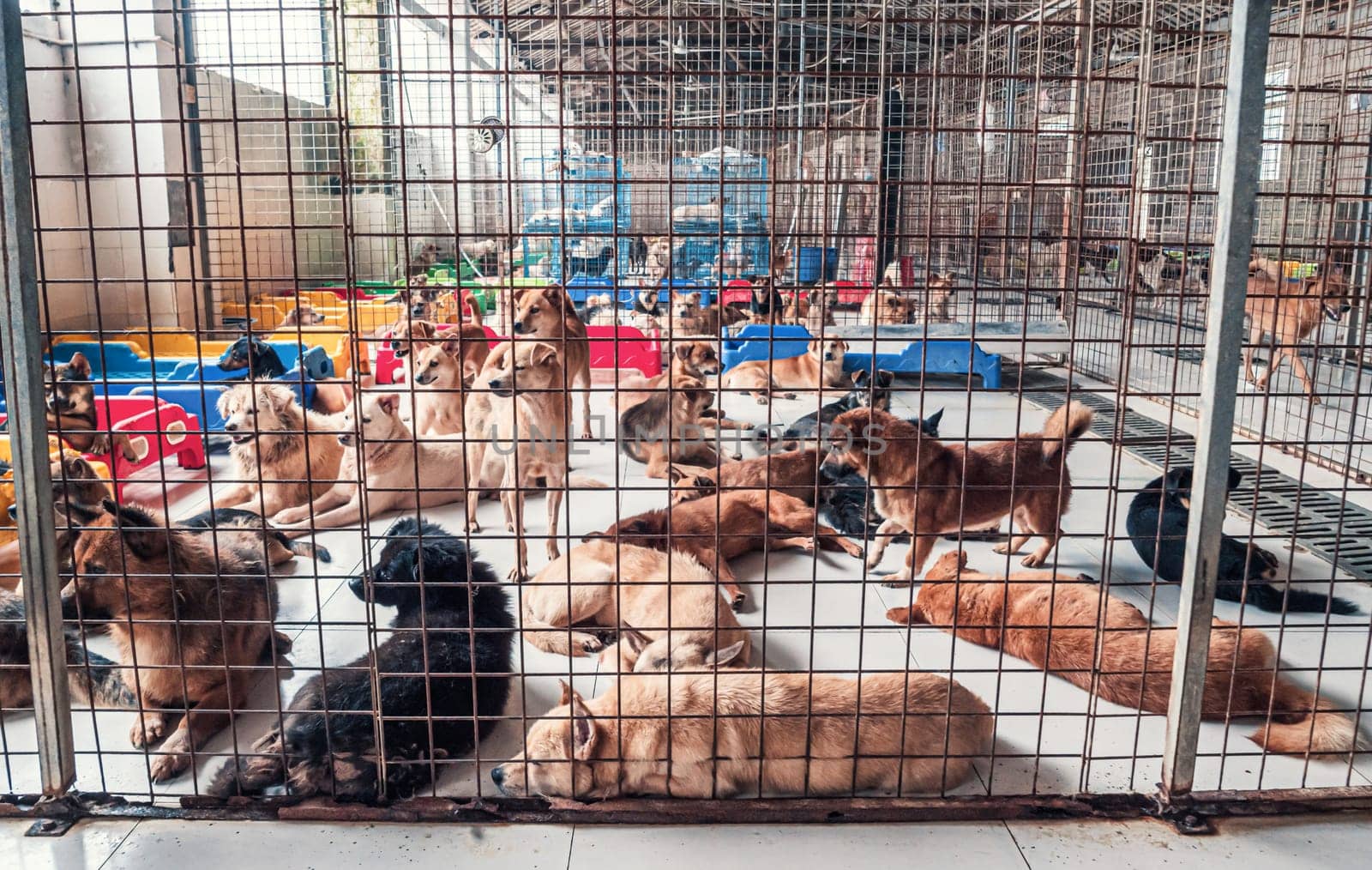 Sad dogs lying on the floor in shelter behind fence waiting to be rescued and adopted to new home. Shelter for animals concept. by Busker