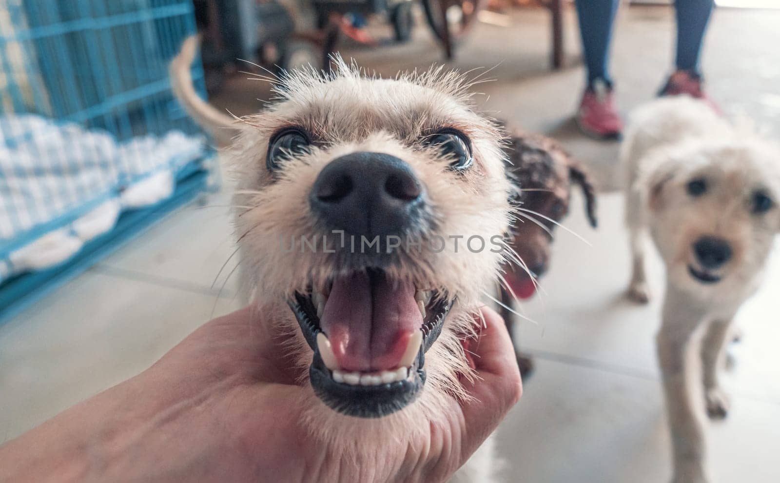 Male hand petting stray dog in pet shelter. People, Animals, Volunteering And Helping Concept.