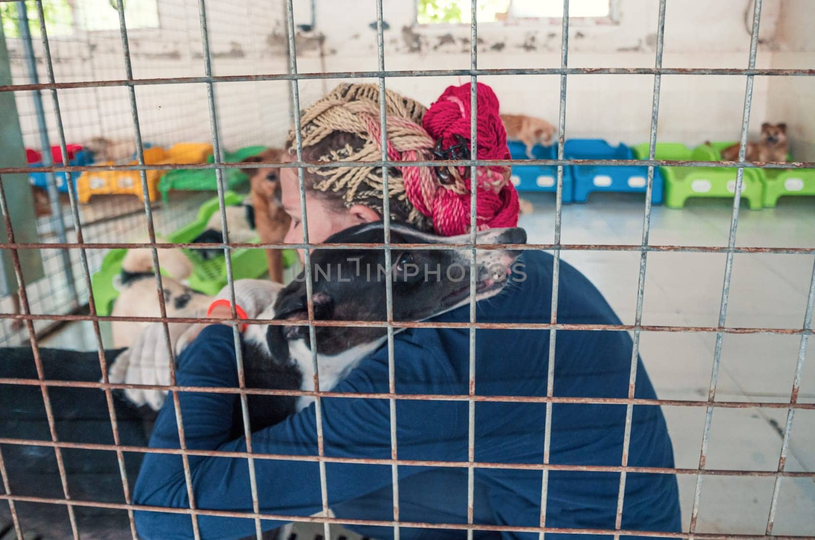 Close-up shot of young girl petting caged stray dog in pet shelter. People, Animals, Volunteering And Helping Concept.