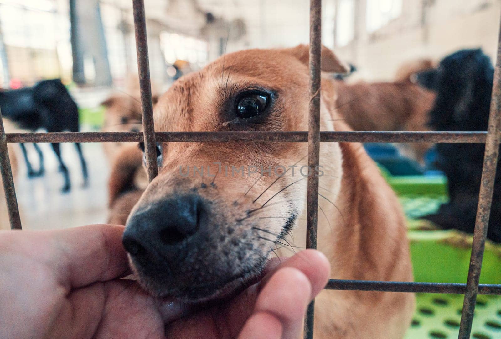 Close-up of male hand petting stray dog in pet shelter. People, Animals, Volunteering And Helping Concept. by Busker