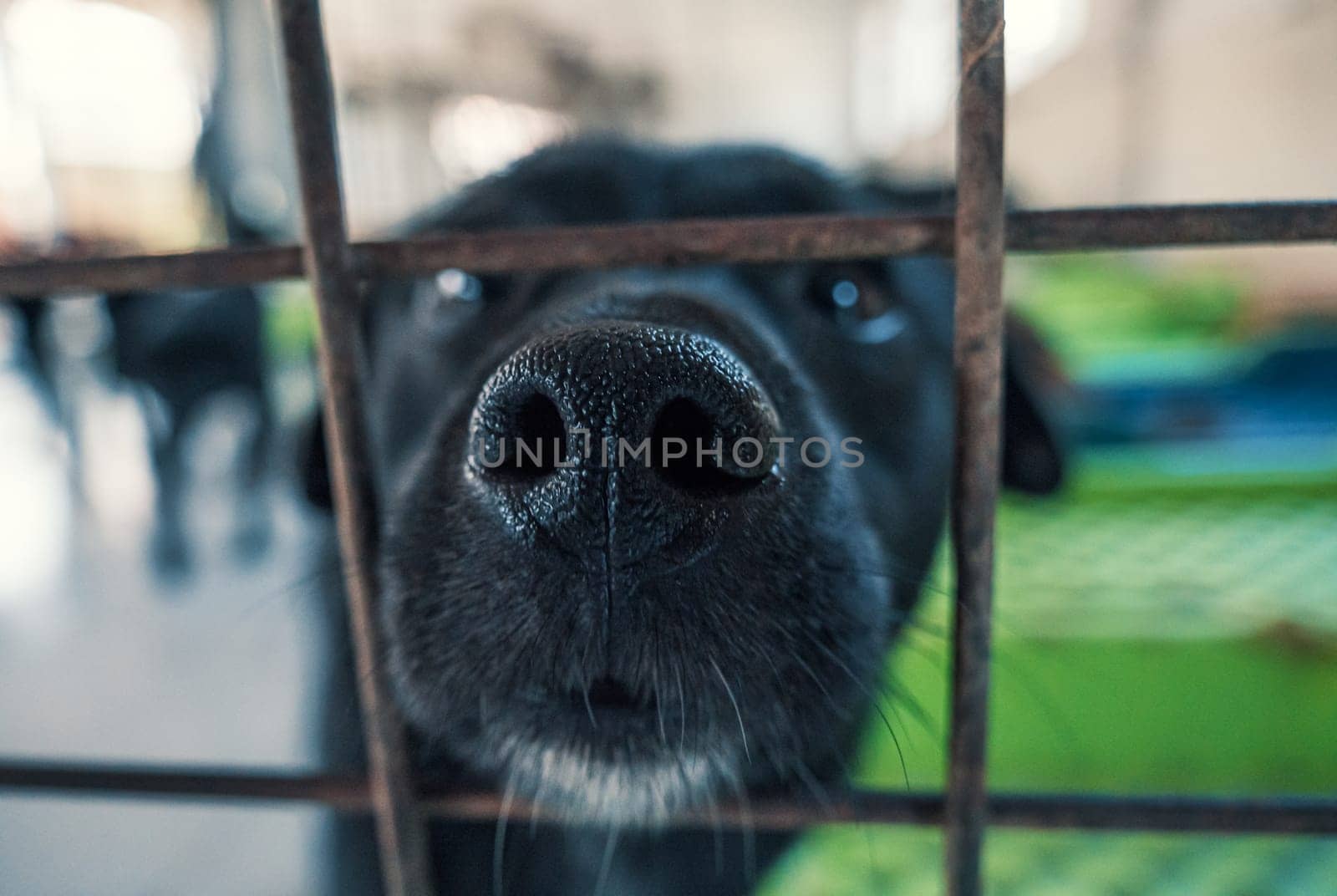 Portrait of lonely sad abandoned stray dog behind the fence at animal shelter. Best human's friend is waiting for a forever home. Animal rescue concept by Busker