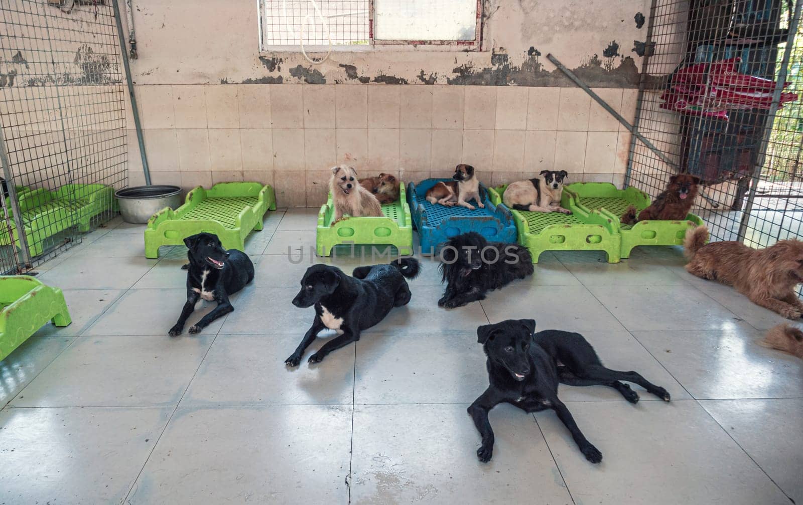 Unwanted and homeless dogs in animal shelter. Asylum for dog. Stray dogs behind the fence. Poor and hungry street dogs and urban free-ranging dogs.