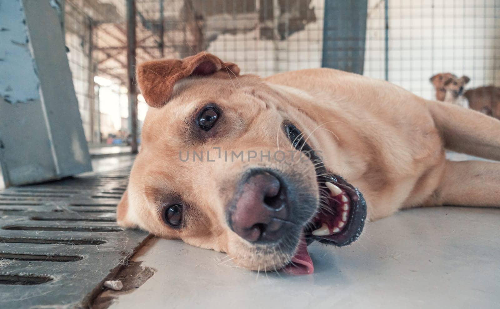 Labrador dog in shelter waiting to be rescued and adopted to new home. Shelter for animals concept by Busker