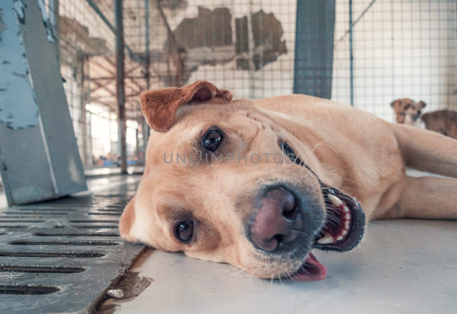 Labrador dog in shelter waiting to be rescued and adopted to new home.