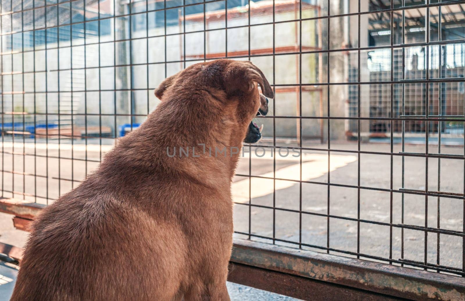 Back view of lonely sad abandoned stray dog behind the fence at animal shelter. Best human's friend is waiting for a forever home. Animal rescue concept by Busker