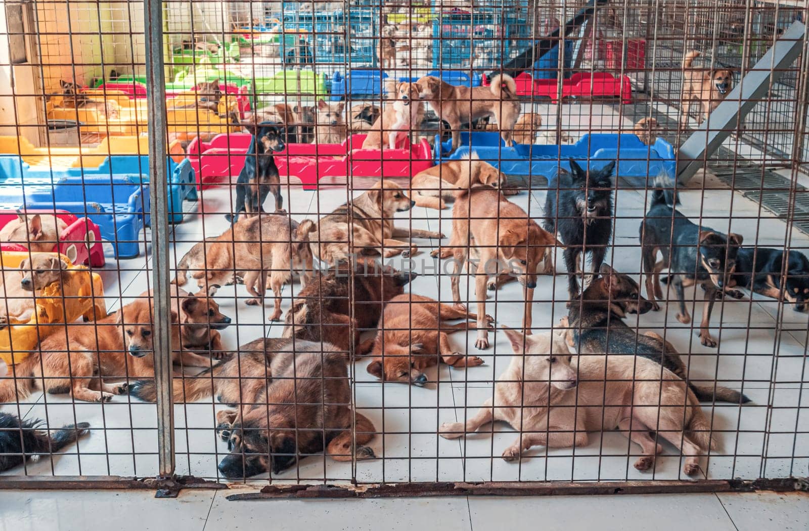 Lonely sad abandoned stray dogs behind the fence at animal shelter. Best human's friends waiting for a forever home. Animal rescue concept by Busker