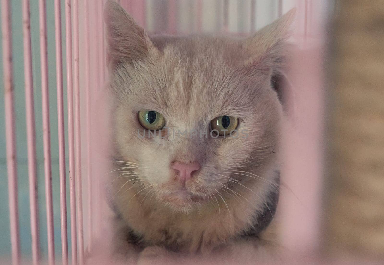 Cat pound. Close-up shot of homeless stray cat living in the animal shelter. Shelter for animals concept by Busker