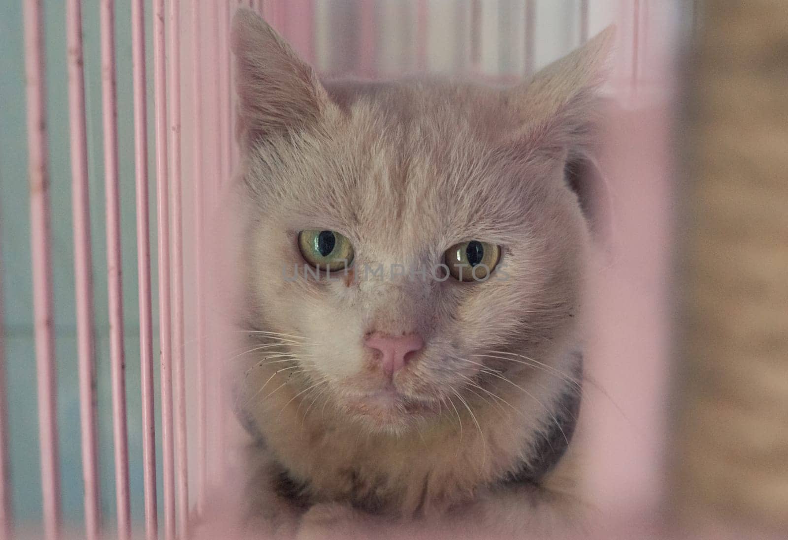 Close-up shot of homeless stray cat living in the animal shelter. Shelter for animals concept