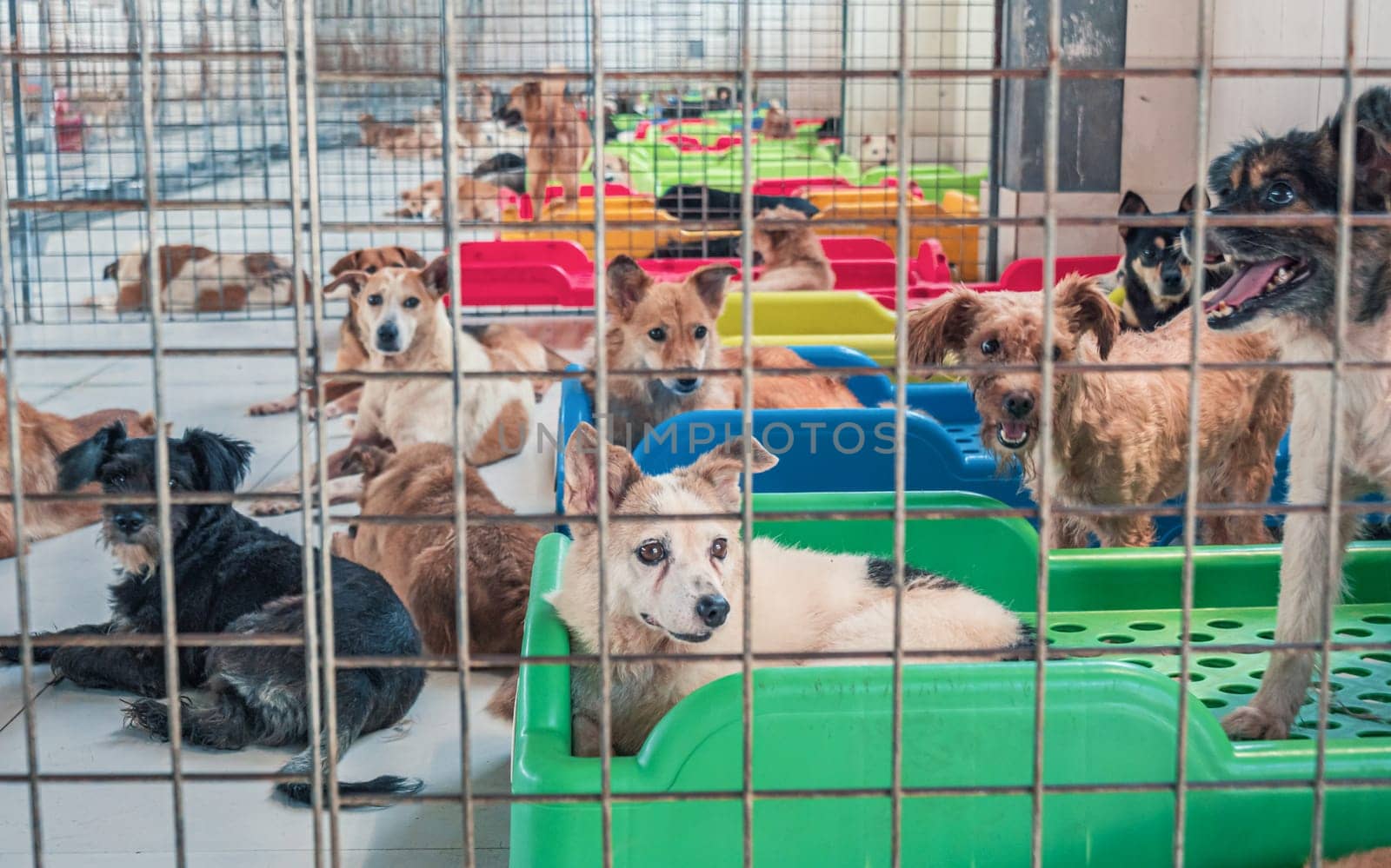 Lonely sad abandoned stray dogs behind the fence at animal shelter. Best human's friends waiting for a forever home. Animal rescue concept by Busker