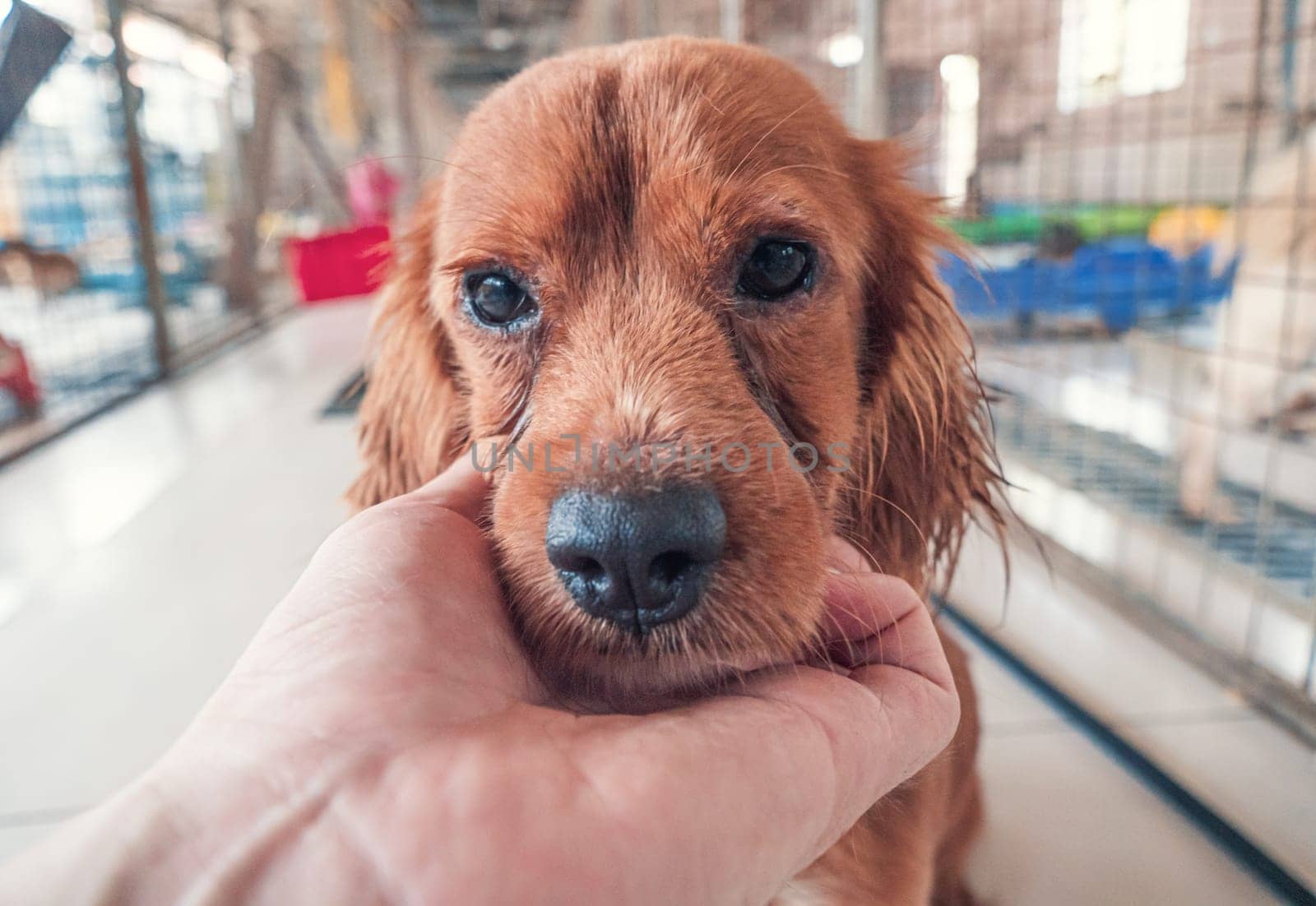 Close-up of male hand petting stray dog in pet shelter. People, Animals, Volunteering And Helping Concept. by Busker